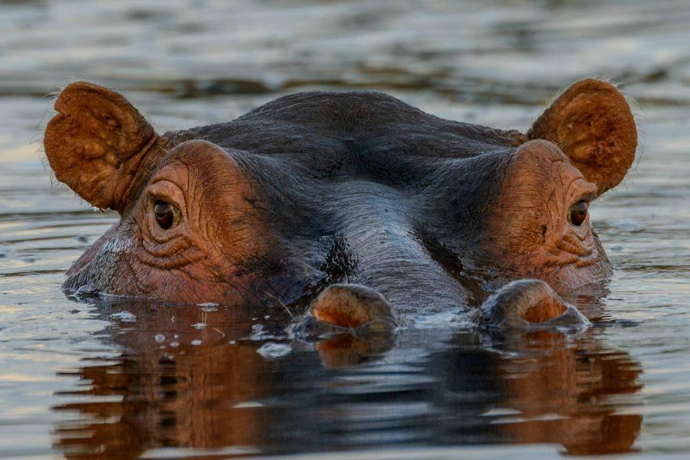 African Horseback Safaris